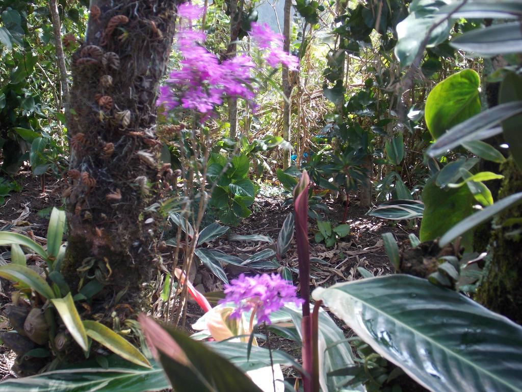 מונטה ורדה Hotel Las Orquideas מראה חיצוני תמונה