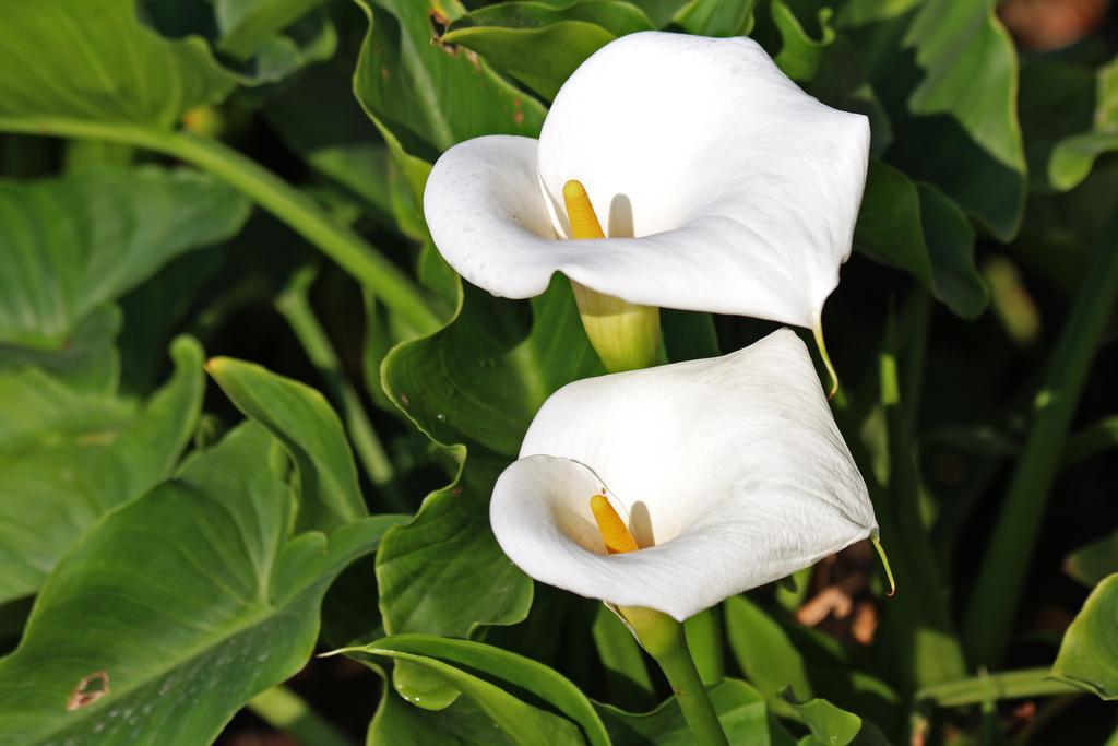 מונטה ורדה Hotel Las Orquideas מראה חיצוני תמונה