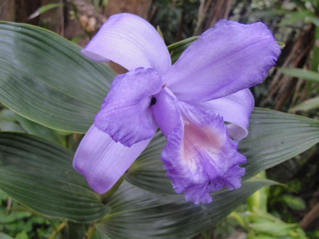 מונטה ורדה Hotel Las Orquideas מראה חיצוני תמונה