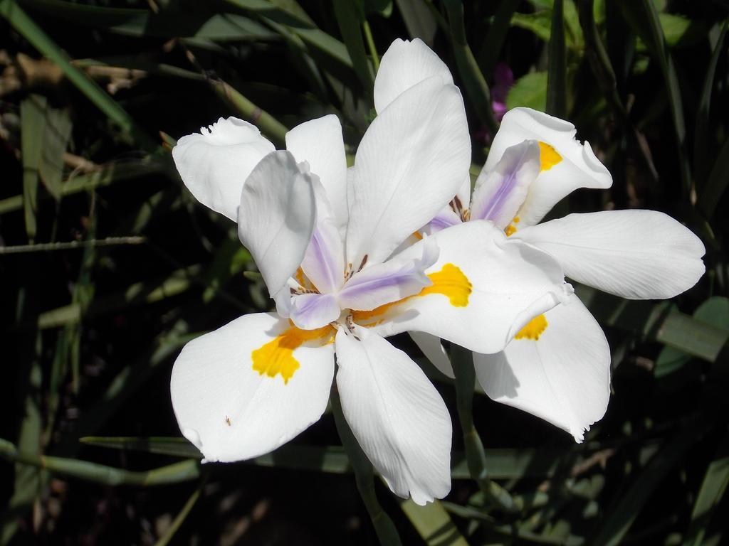 מונטה ורדה Hotel Las Orquideas מראה חיצוני תמונה